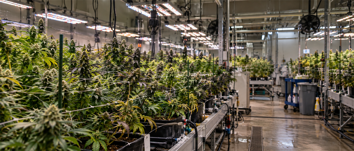 Rows of flowering cannabis plants grow under industrial grow lights inside a commercial indoor cultivation facility.