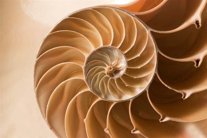 How to use fibonacci retracement: Fibonacci reflects items in nature like this nautilus shell, pictured.