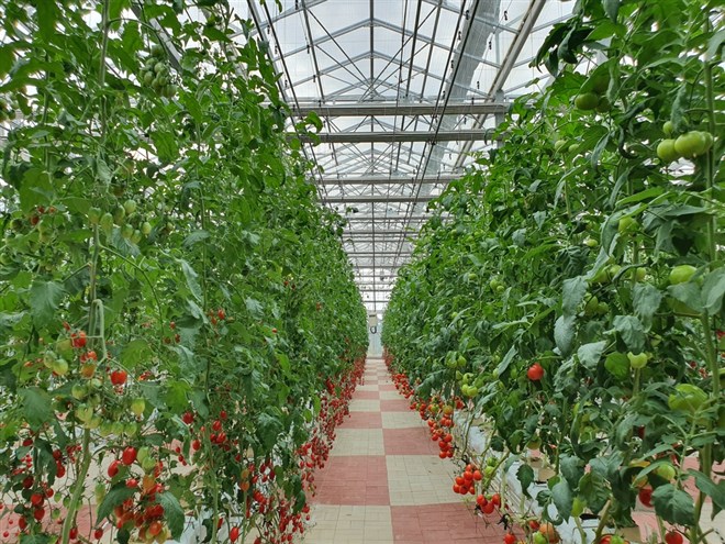 Image of vertical farming with vegetables; learn more about how to invest in vertical farming stocks