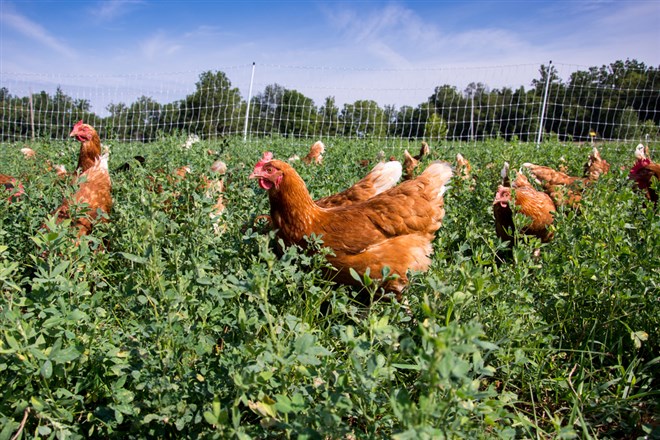 pasture raised chickens feeding in a field of alfalfa Vital Farms 