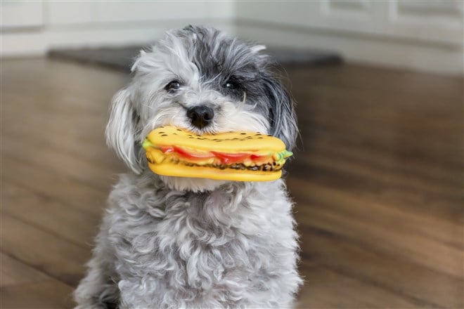 photo of dog with rubber hot dog toy in mouth