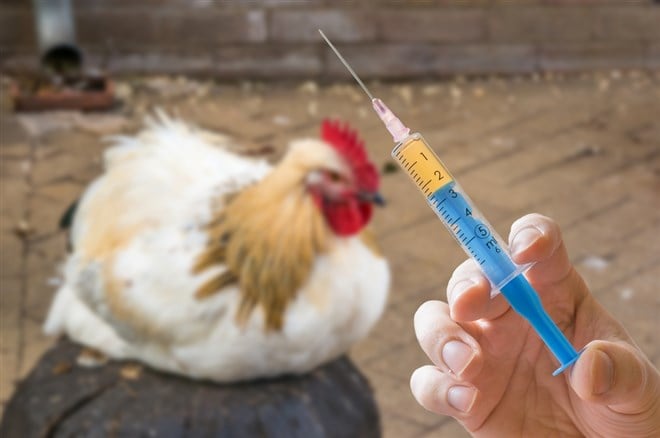 Tyson Reversing Its No-Antibiotic Chicken Policy Amid Bird Flu Concerns