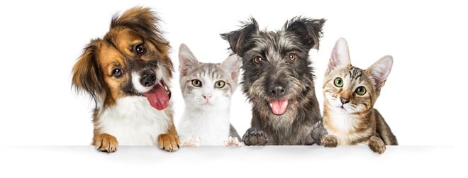 Photo of cute dogs and cats sitting together. Freshpet surges 10% - will this pet stock hit new highs?