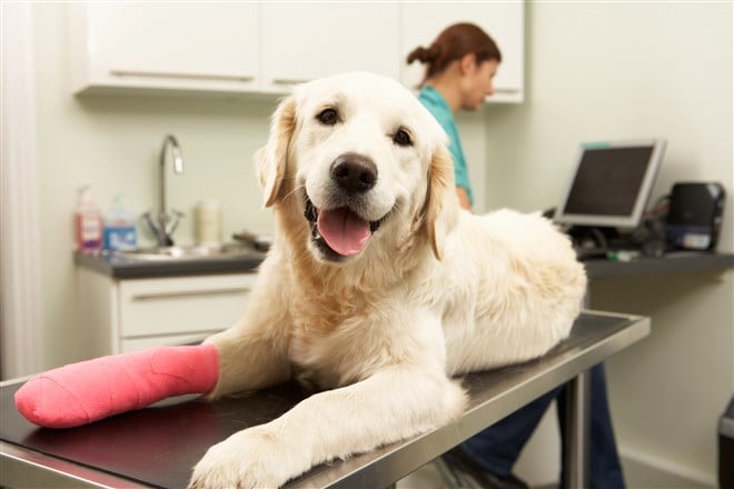 photo of dog with cast on leg in veterinary office setting