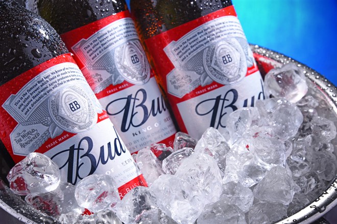 Close-up of Budweiser beer bottles chilled in a metal bucket filled with ice.