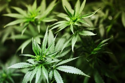 Cronus Group Stock is Cash Rich Cannabis Play
