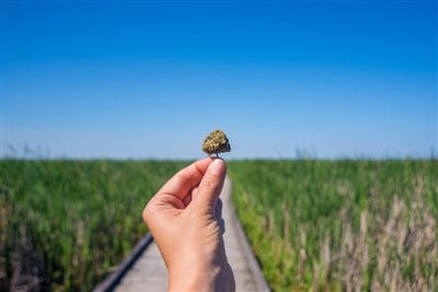 High Tide Stock is a Compelling Vertically-Integrated Cannabis Play 
