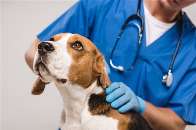 Two Pet Health Stocks To Watch And One To Avoid 
