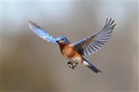 bluebird bio Stock Signals Potential to be a Multi-bagger 