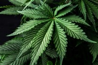 cannabis plants, leaves of a marijuana 