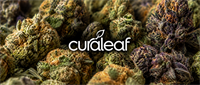 Curaleaf logo displayed over a close-up background of cannabis buds.